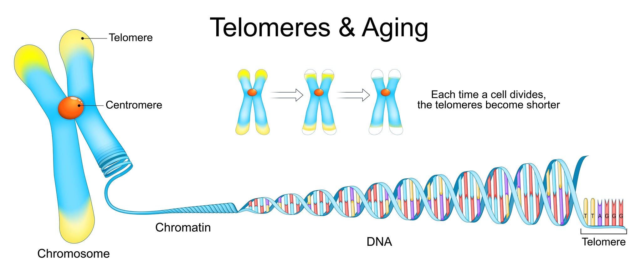 Aging