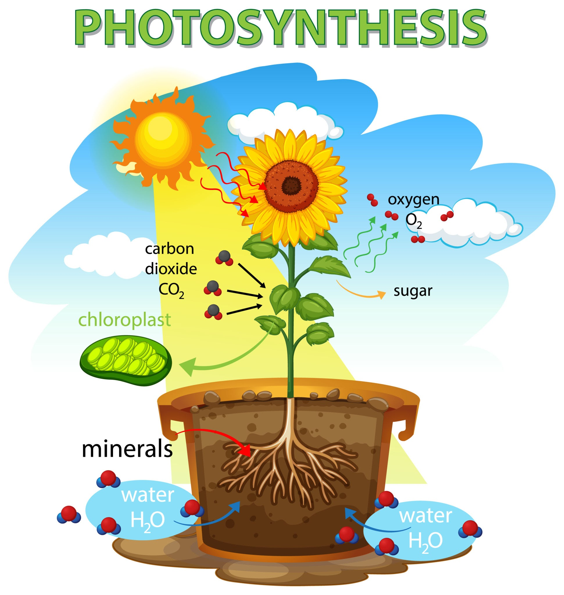 Fotosintesis