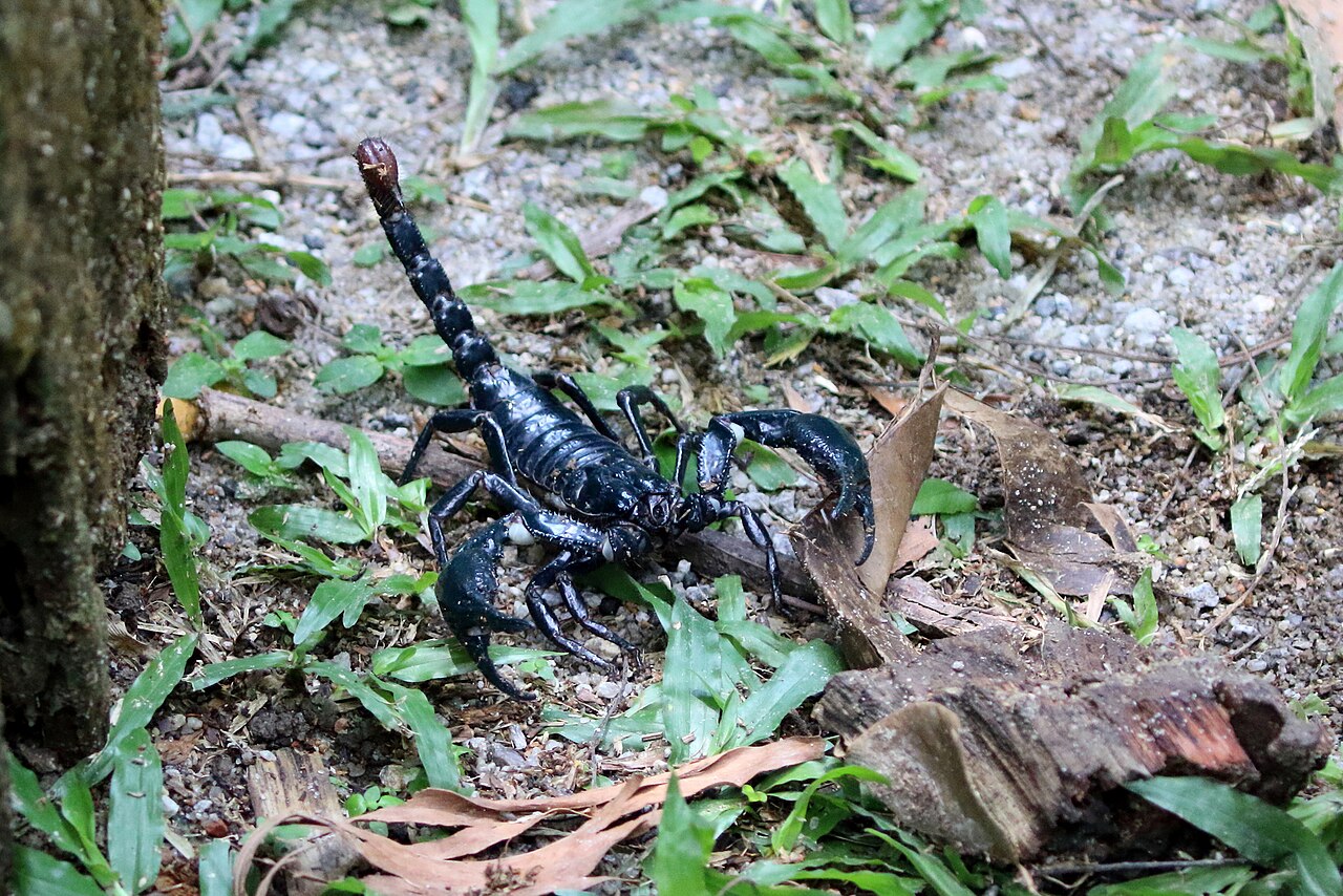 Kalajengking hutan Asia (Heterometrus spinifer)