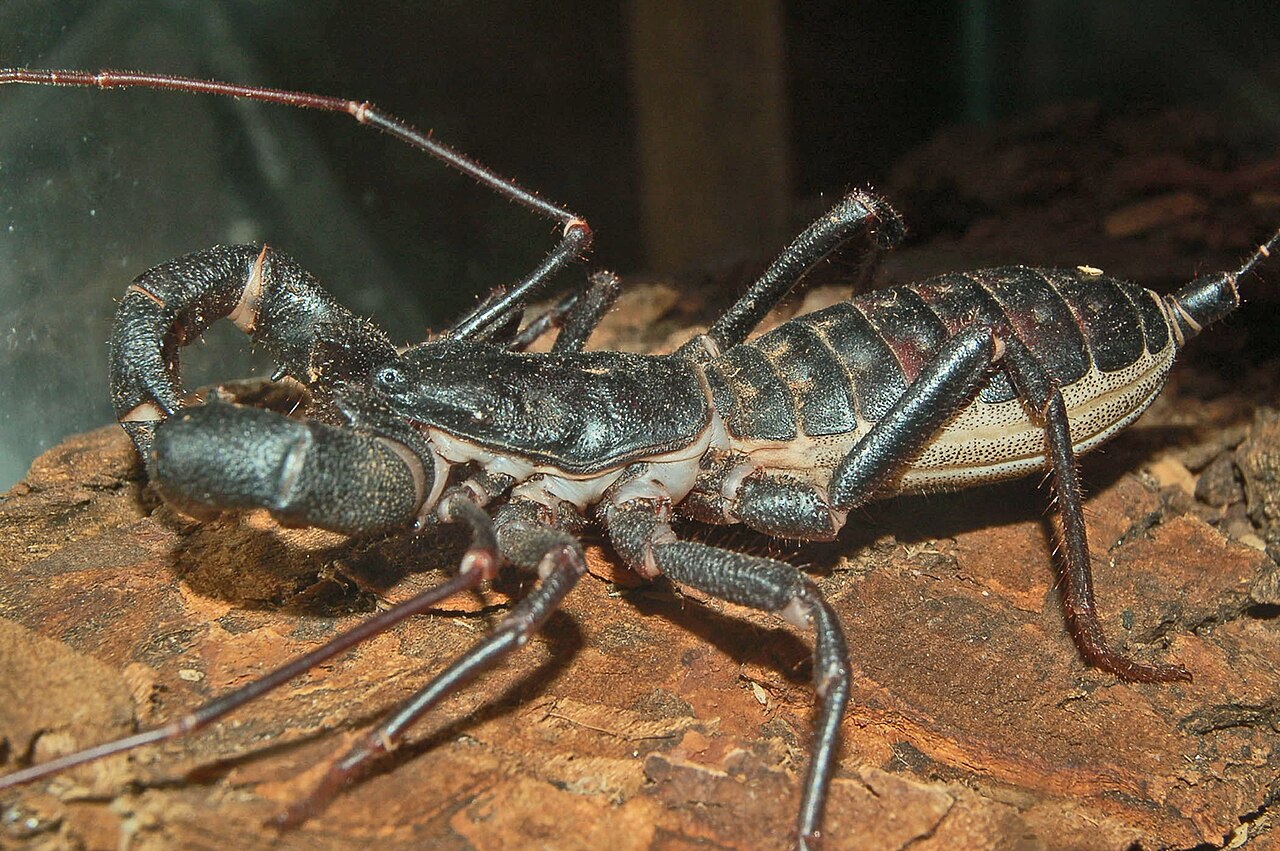 Ketonggeng (kalajengking cambuk, ordo Thelyphonida)